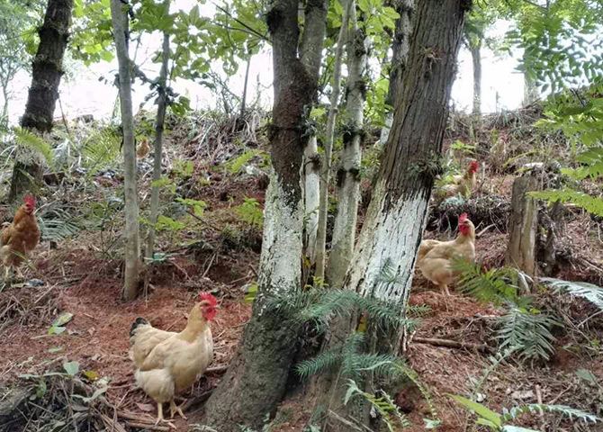石斛林下养的土鸡